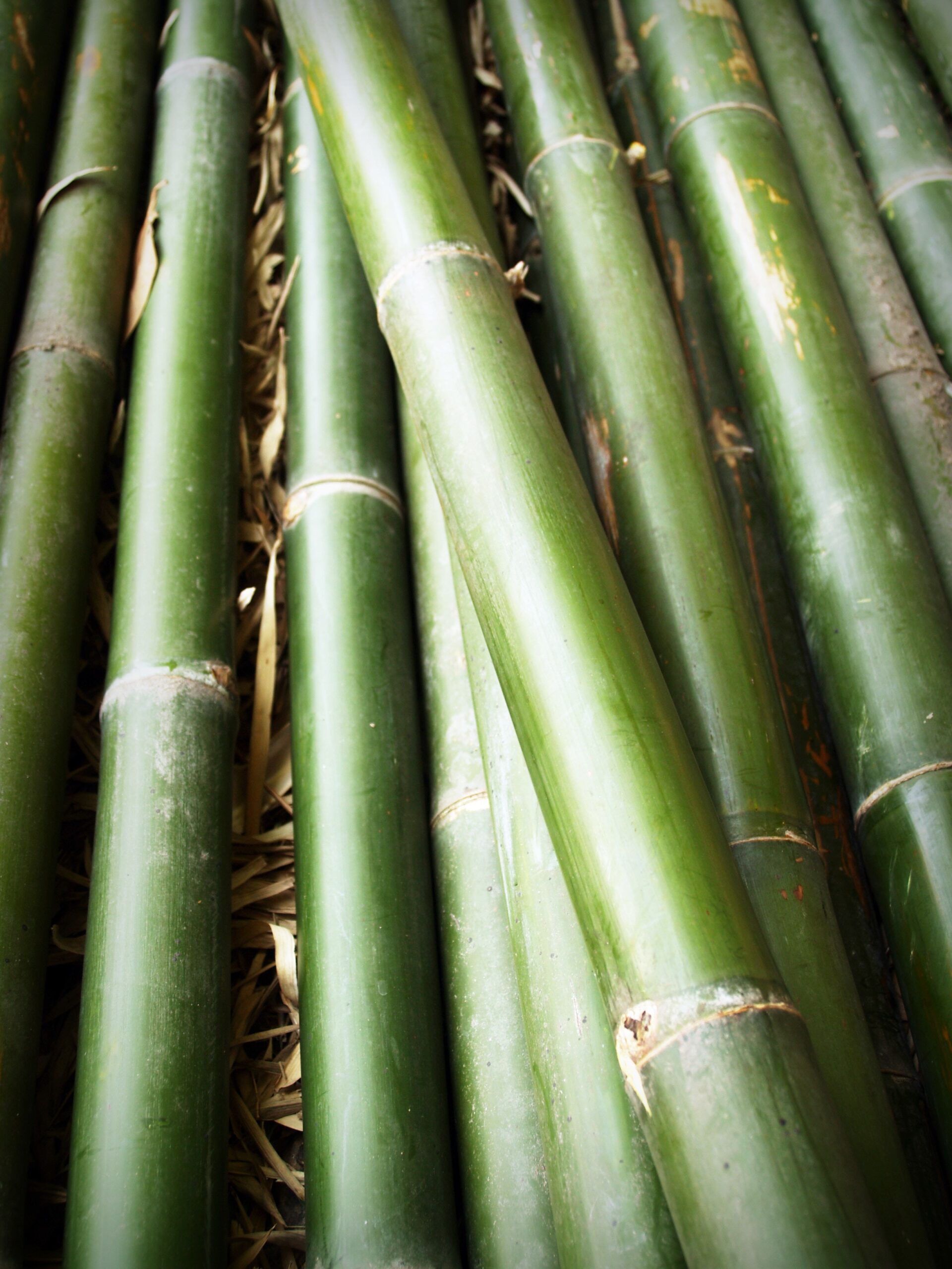 close up of fresh green bamboo canes Photo by icon0.com from Pexels