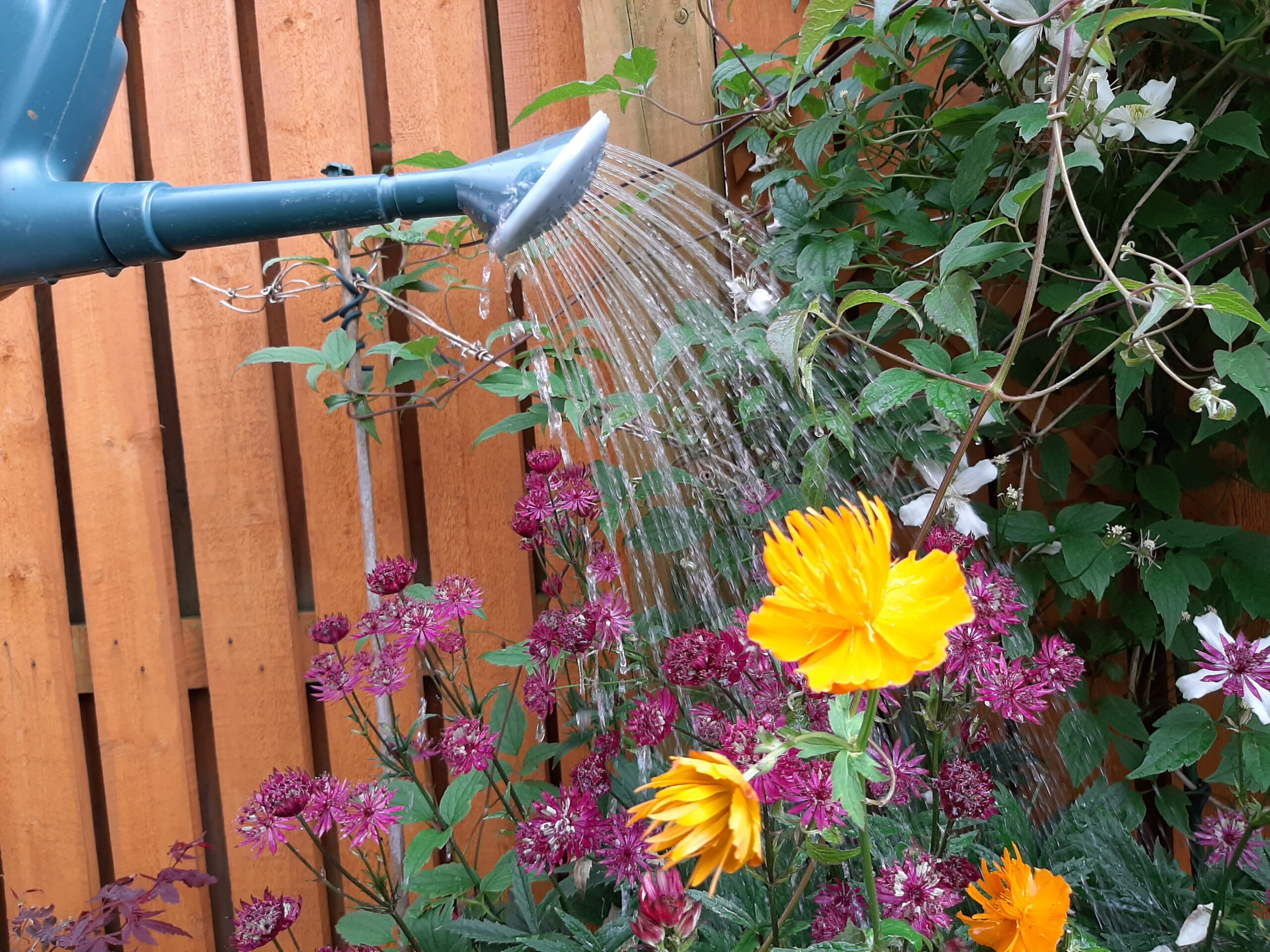 watering can with water coming from spout onto flowers
