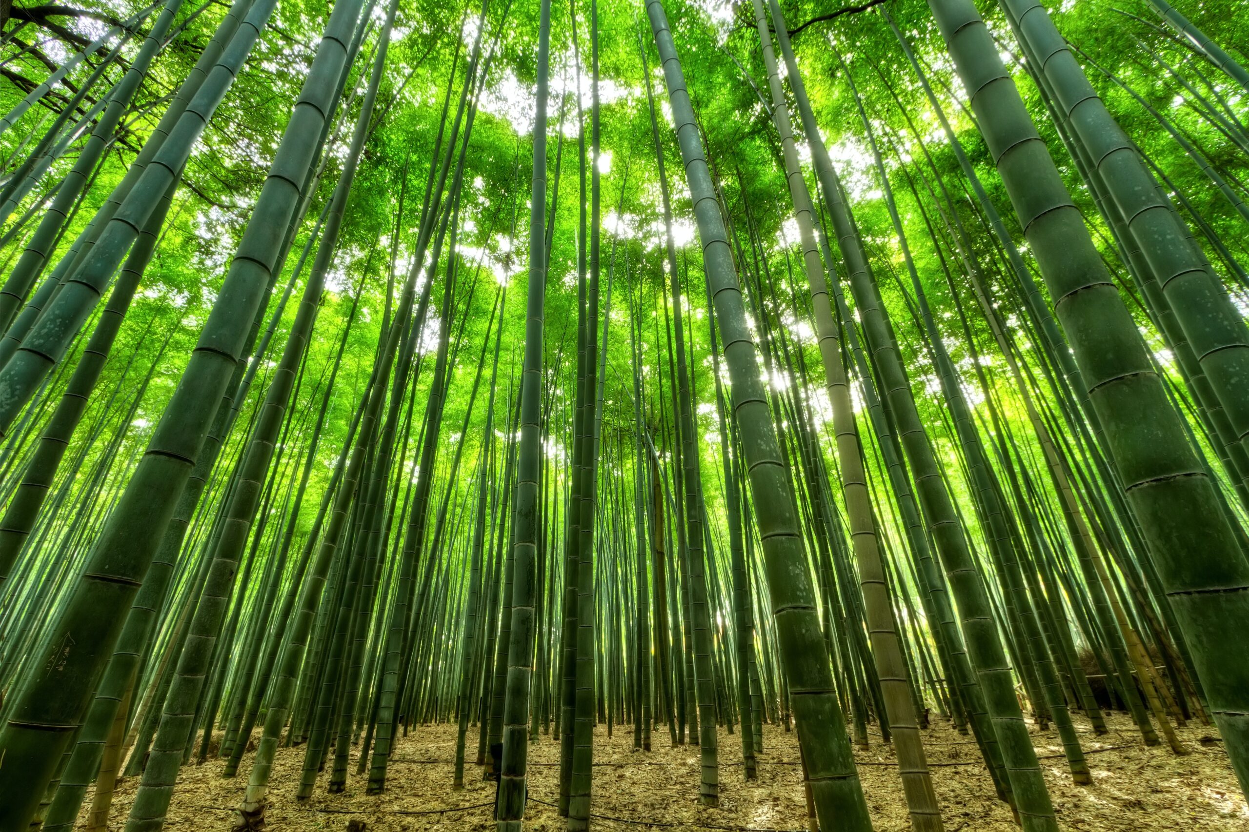 bamboo trees with leafy canopy Photo by Emre Orkun KESKIN from Pexels